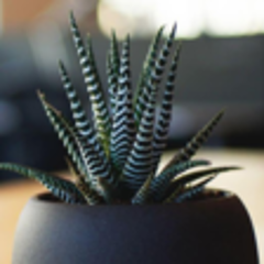 be.atbash.ee.security