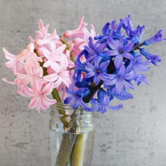 ai.hyacinth.framework