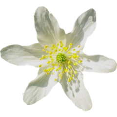 net.nemerosa.ontrack